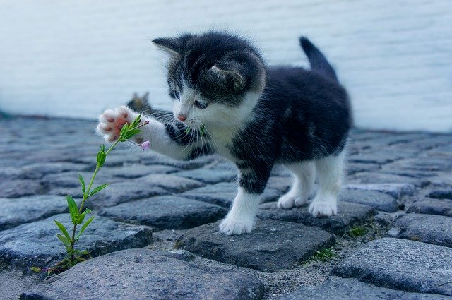 kotě hrající si rostlinou