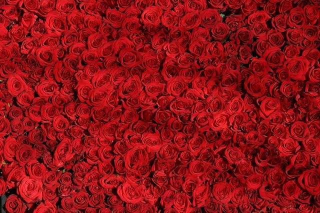 červené růže